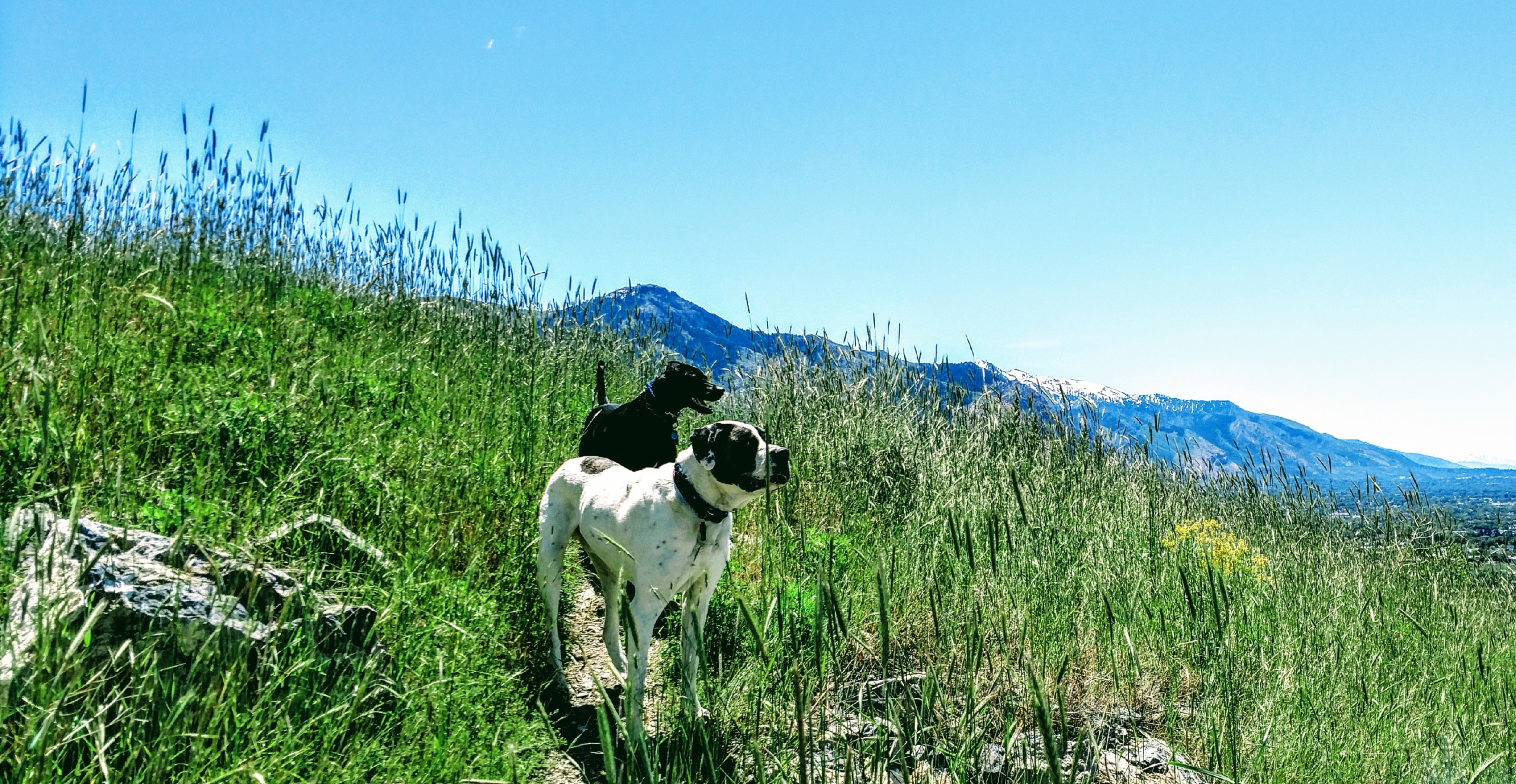 a brown and white dog stands in front of a black dog. They are in a field of tall, green grass in the hills, under a blue sky