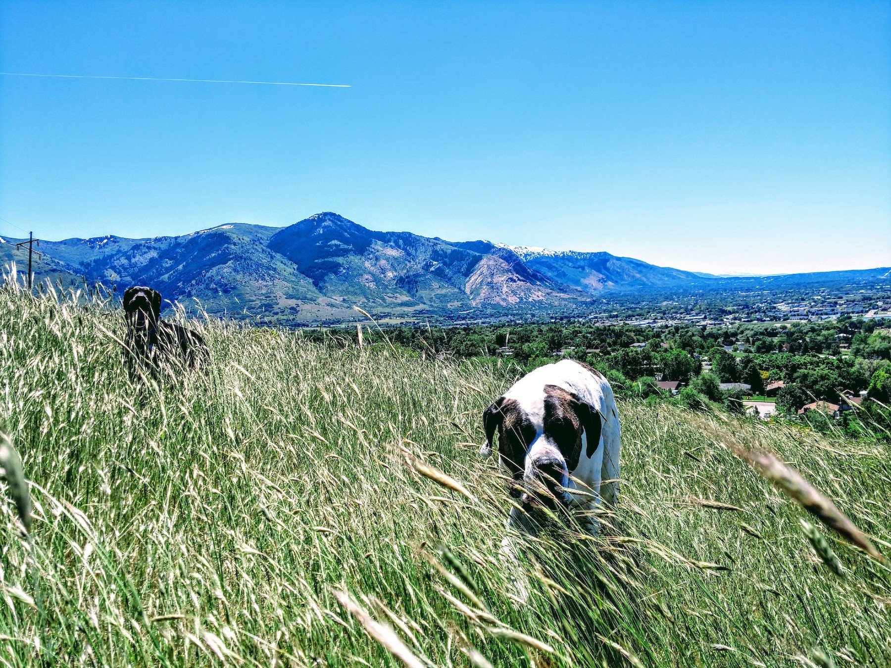 a white and brown dog is in the foreground and a black mutt is in the background in a field of long grass in the mountains on a 