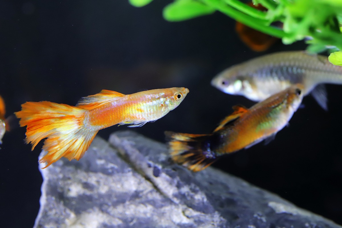 3 fish swim in an aquarium