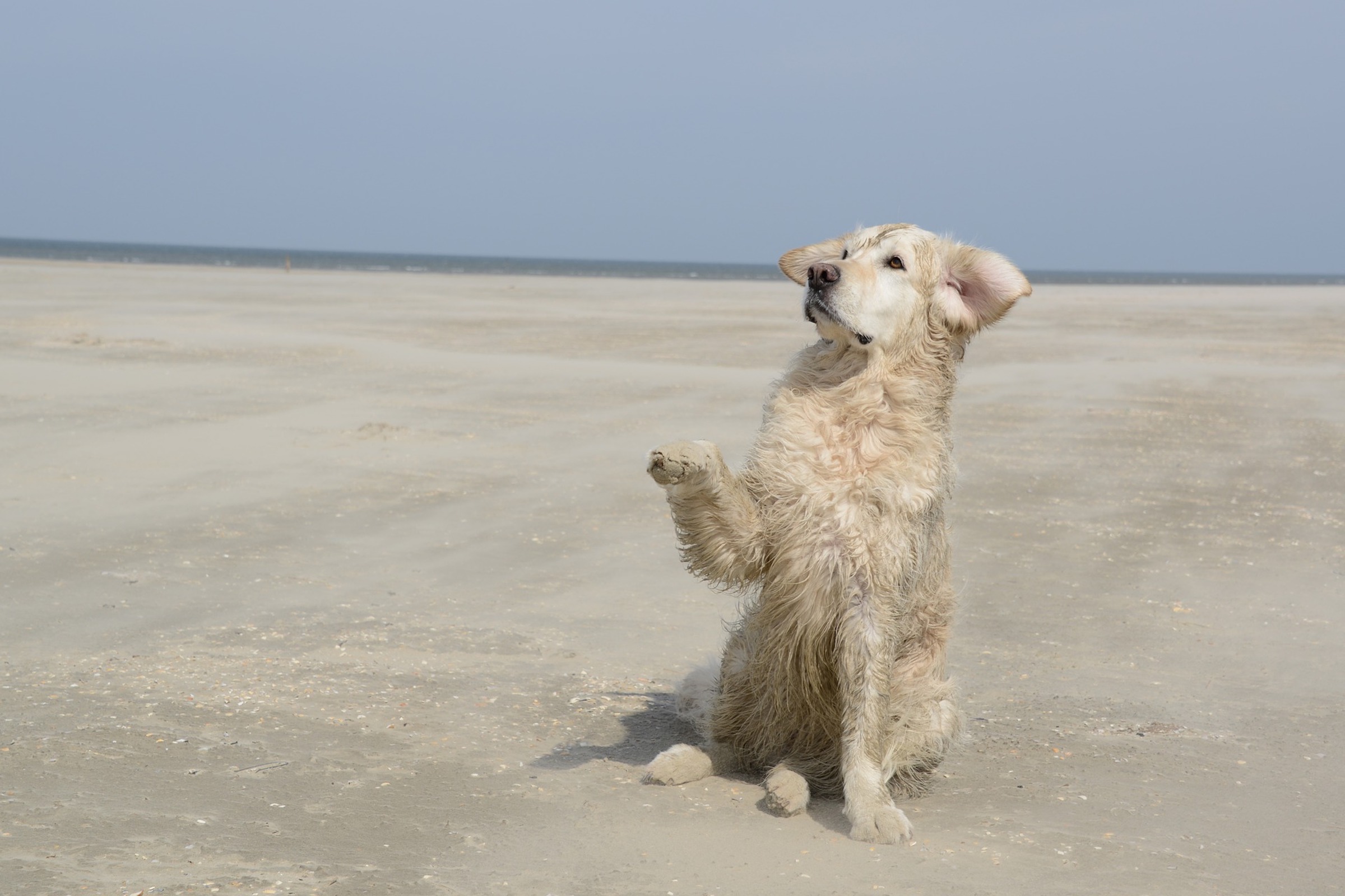 a wet golden retriever sits on the beach and lifts their paw