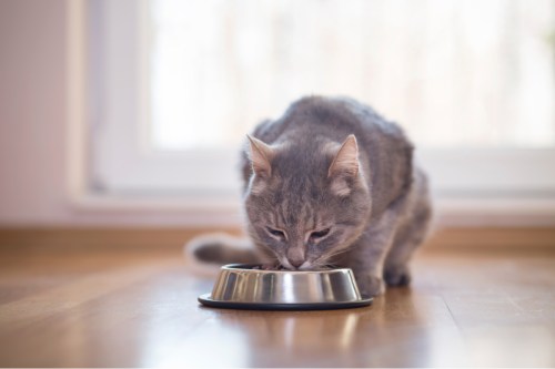 Grey cat eating out of a metal food bowl