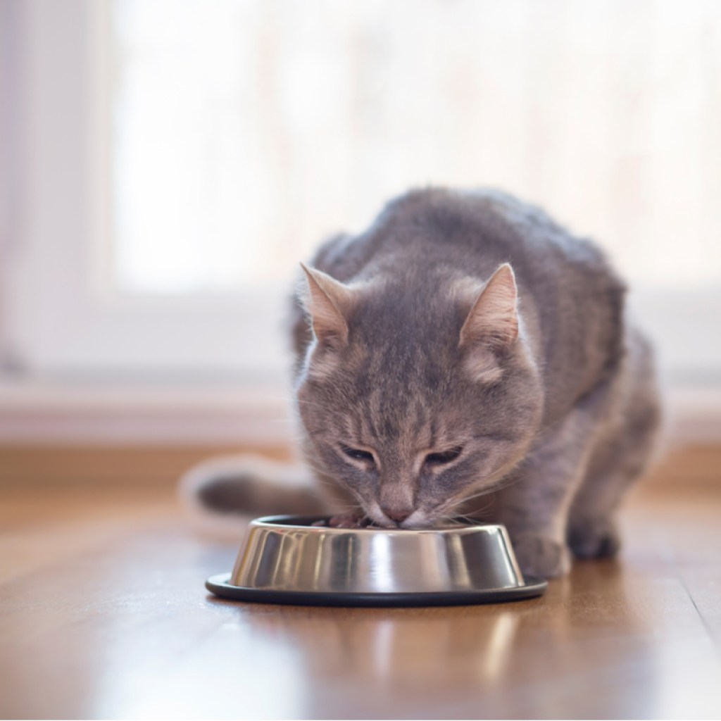 Grey cat eating out of a metal food bowl