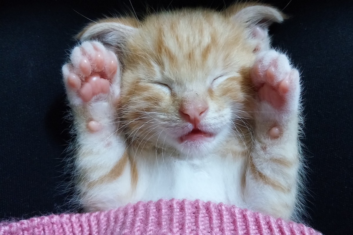 Kitten sleeping on her back under a blanket