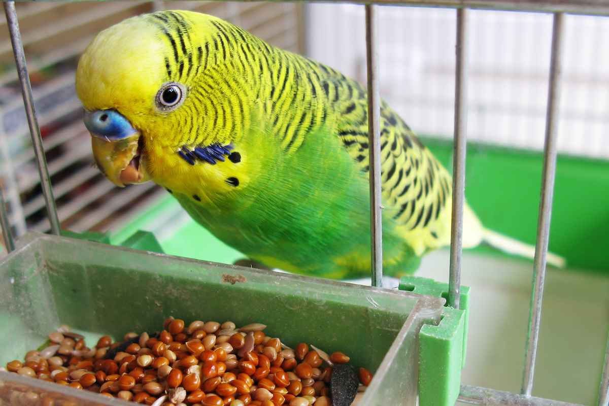 Parakeet eats seed from cage