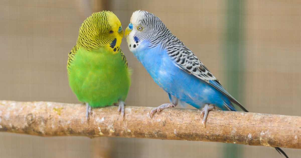 These Are The 4 Pets That Will Be Good For Travelers PawTracks