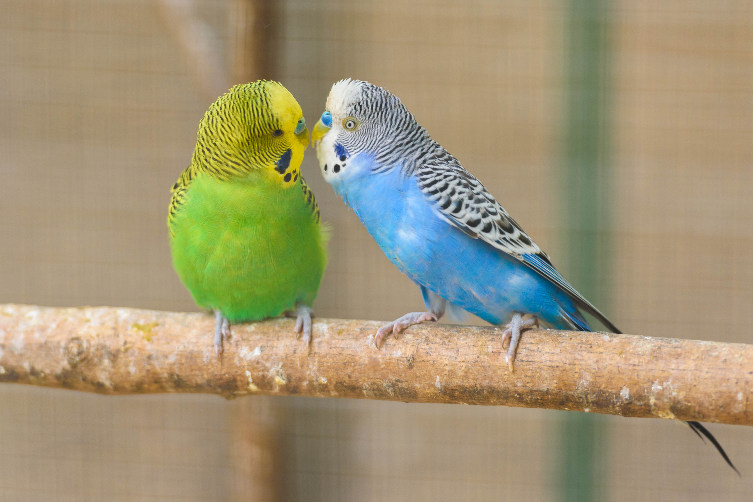 2 parakeets standing on a perch together