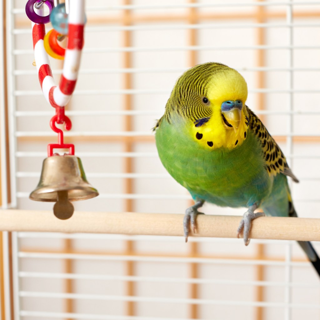 A budgie stands on his perch in a cage