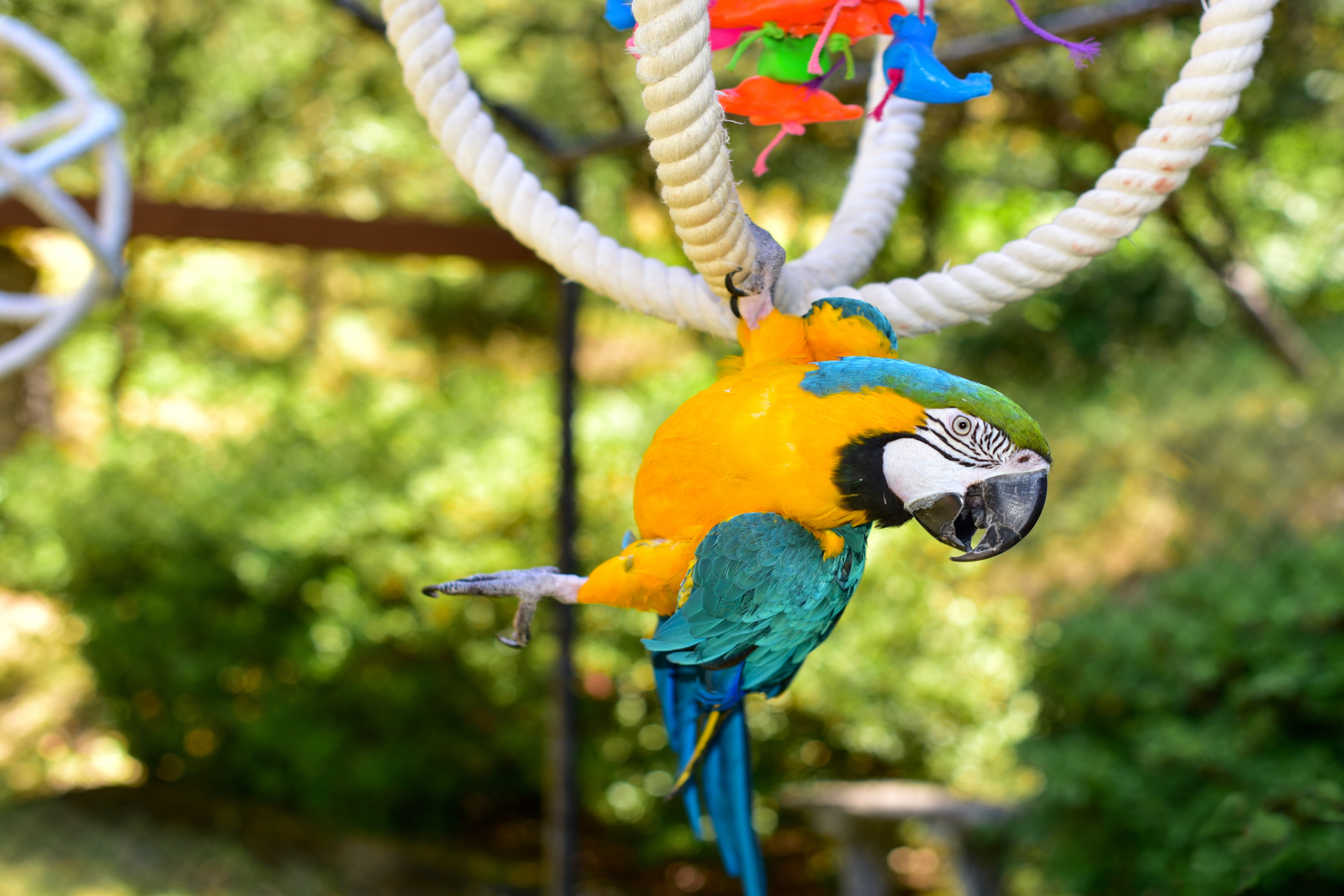 are dog rope toys safe for birds