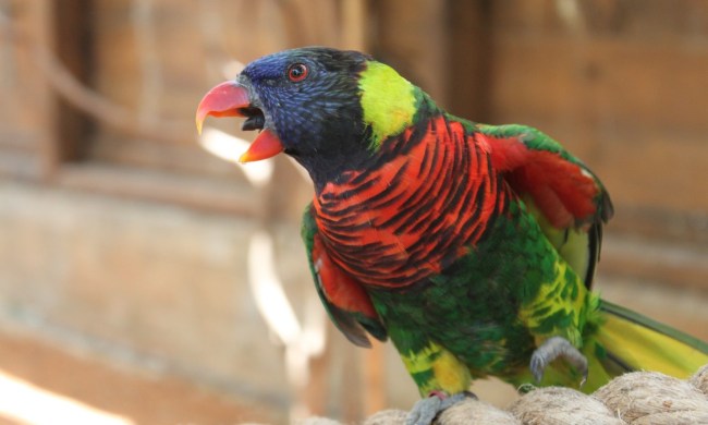 Scared parrot squawks