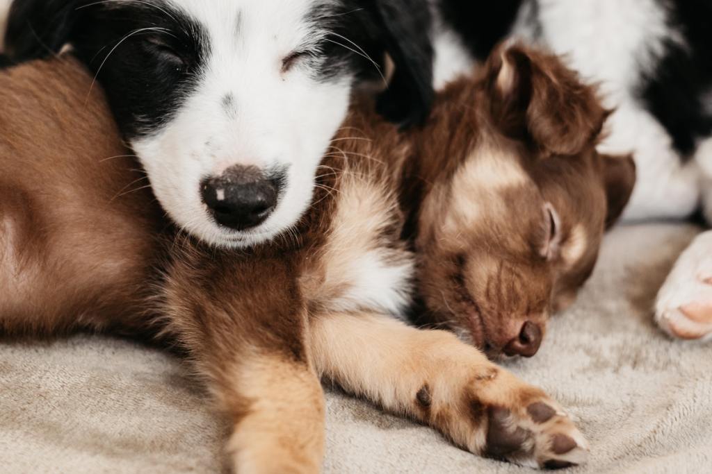 A couple of puppies napping on each other