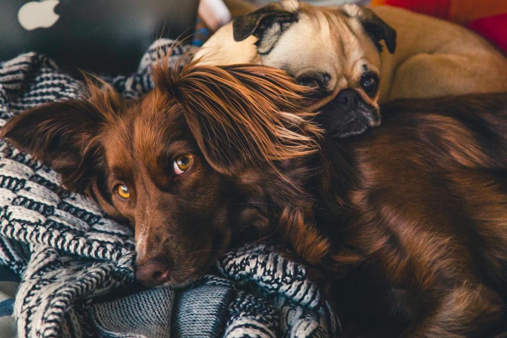 Two pups enjoying a snuggle