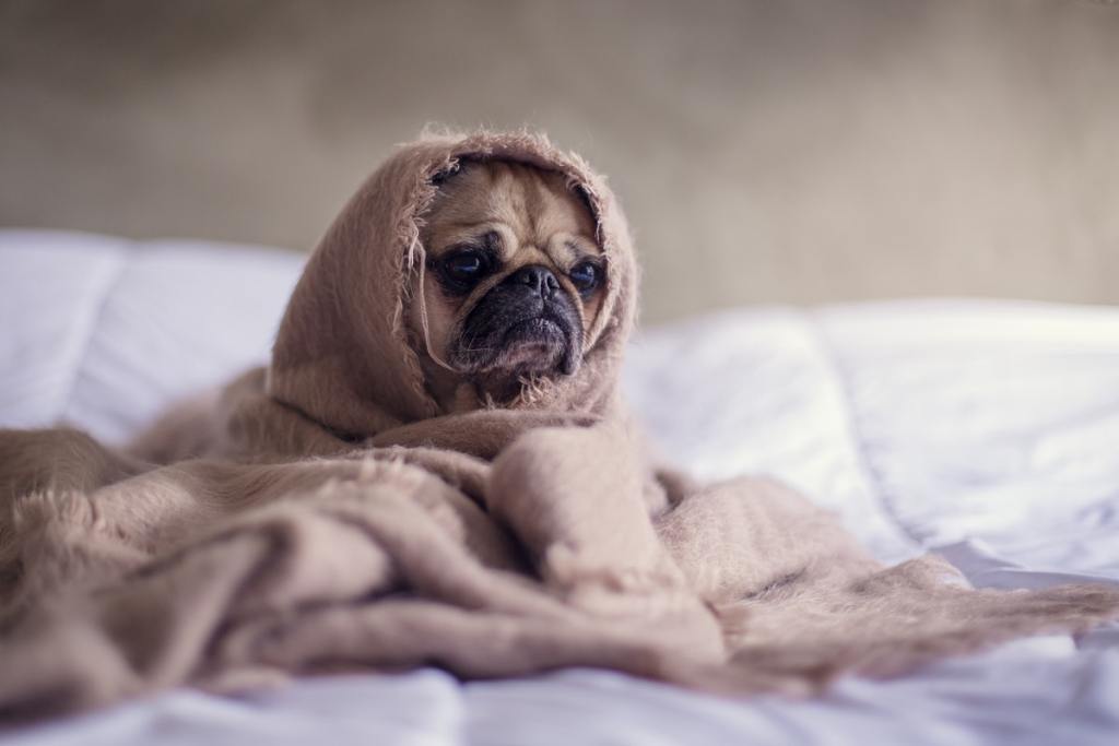 A pup wrapped up in a blanket