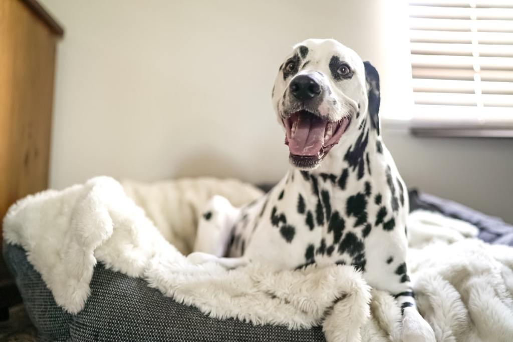 A happy fog in their dog bed