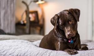 A cute dog hanging out on a bed