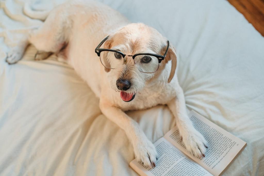 Dog on a bed wearing glasses and reading a book