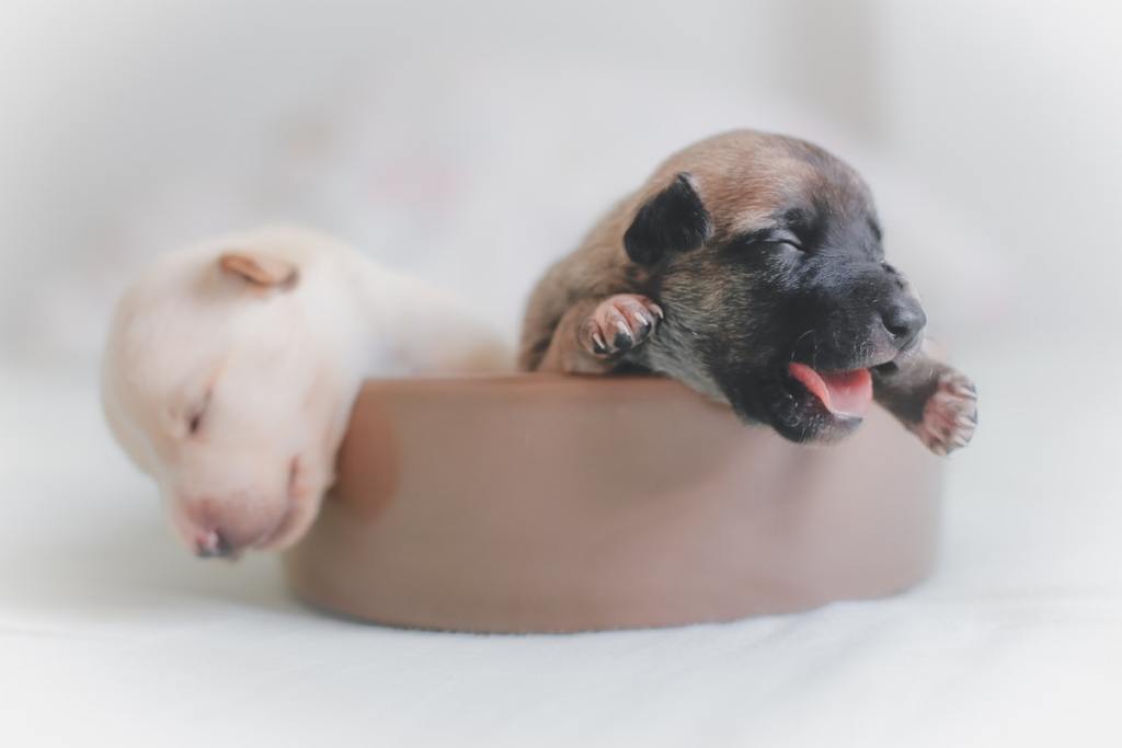 a couple of puppies sleeping in a little dog bed