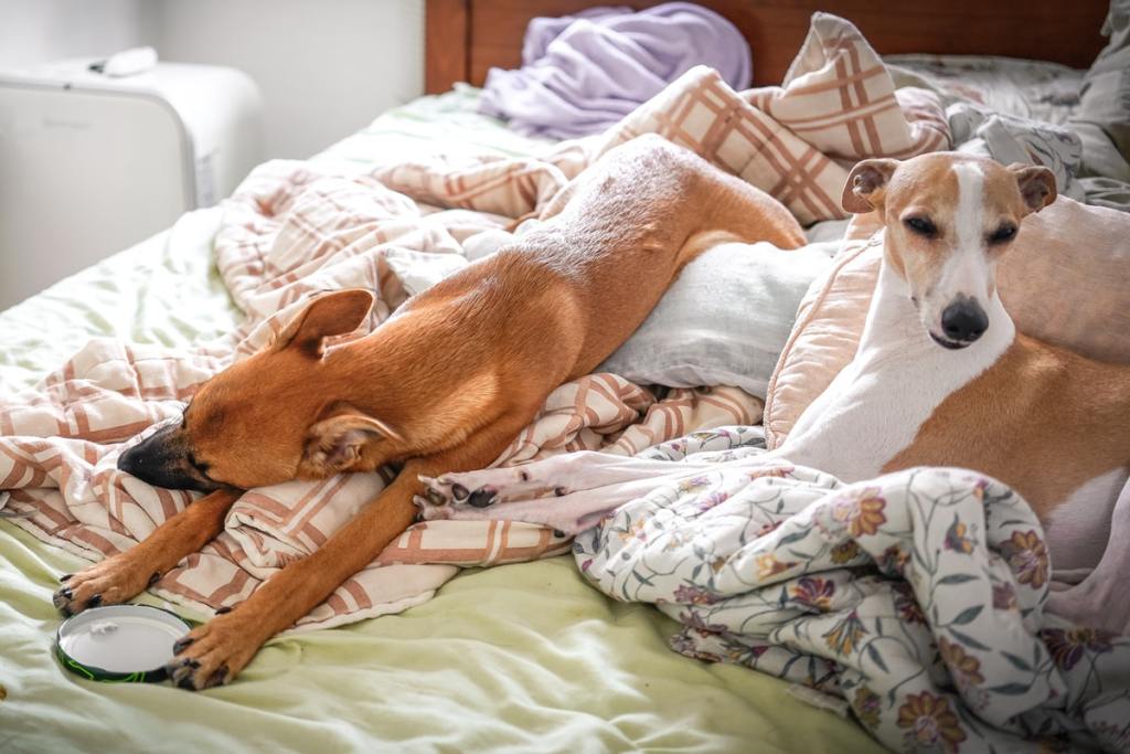 A couple of pups stretched out on a bed
