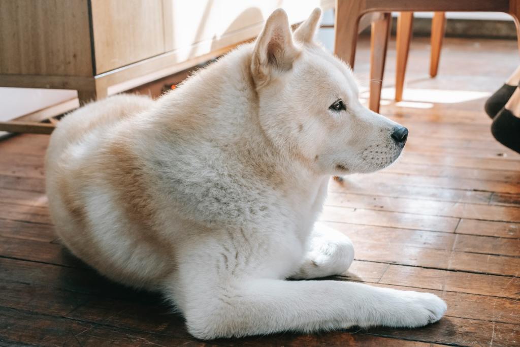 Beautiful dog laying on the floor