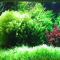 Plants and fish in an aquarium