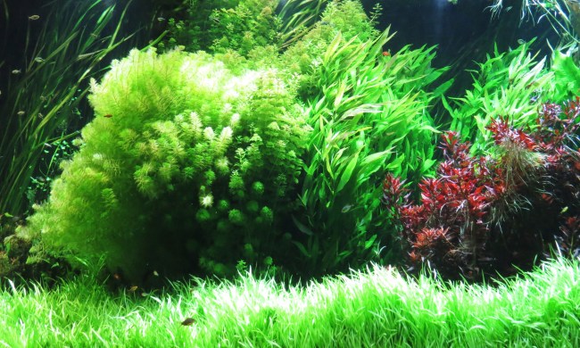 Plants and fish in an aquarium