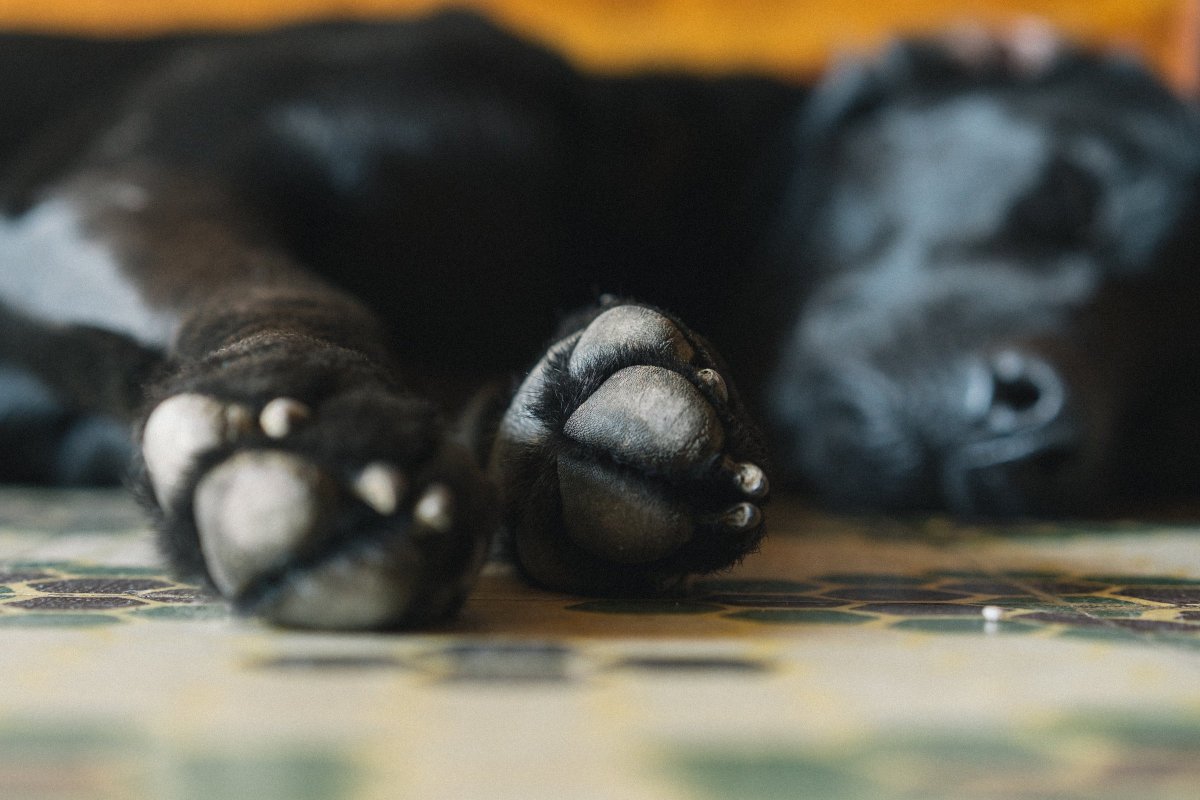 juodas šuniukas miega ant plytelių grindų ištiesęs letenas ir sufokusavęs fotoaparatą