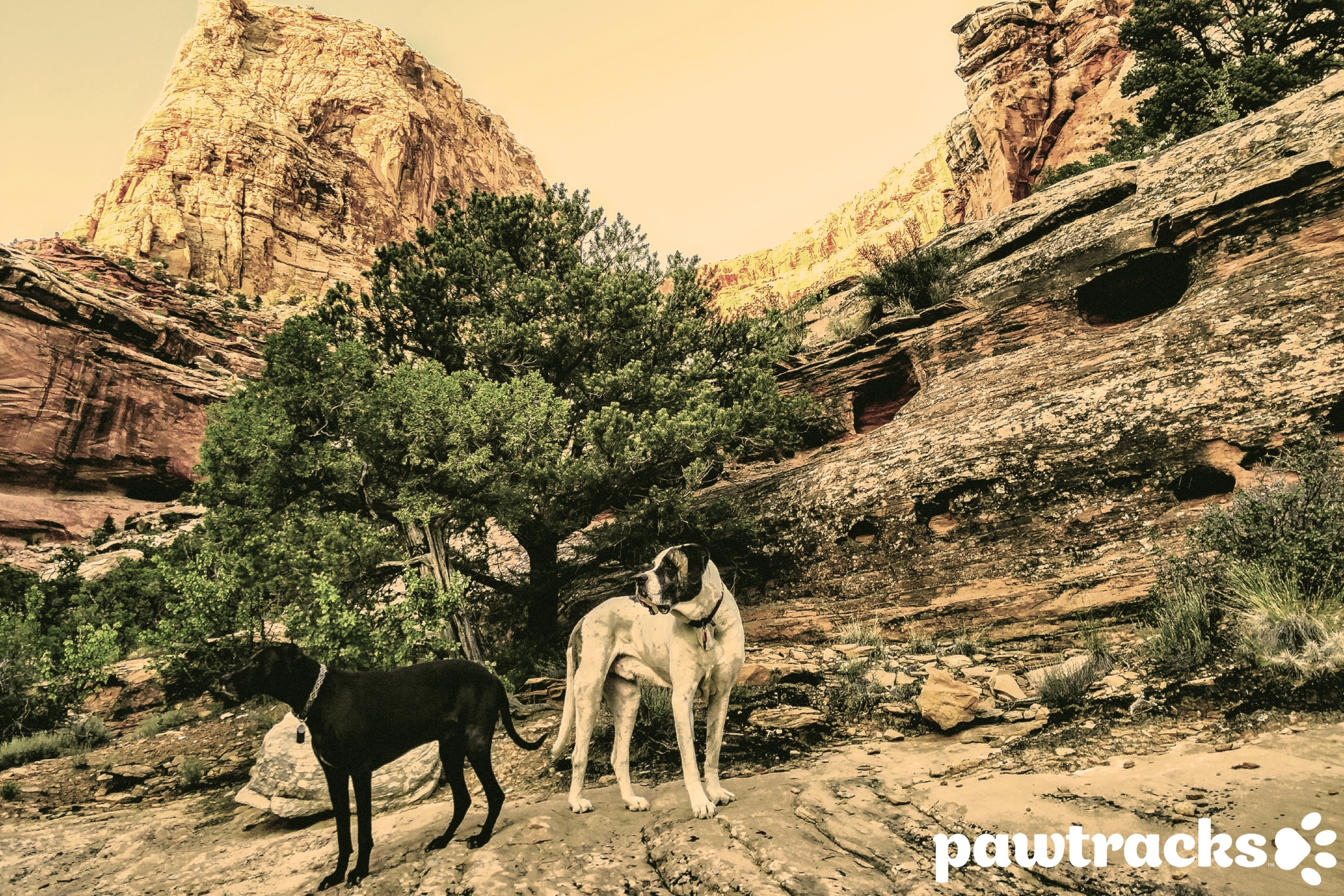 Pet Profiles Famous Shamus steals the spotlight from our Commerce Development team PawTracks