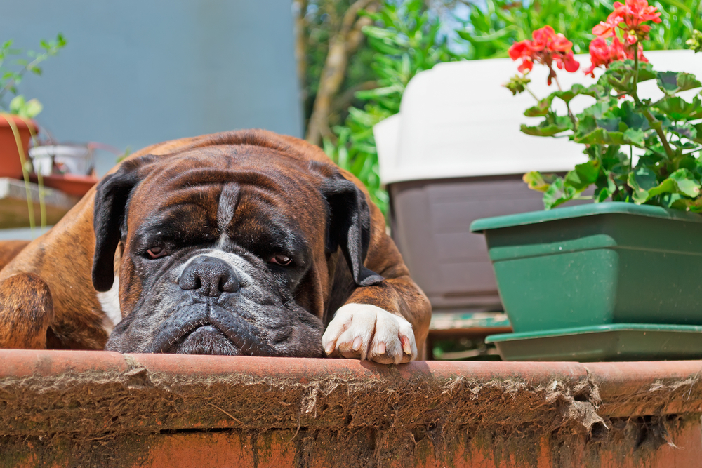 boxer resting on porch