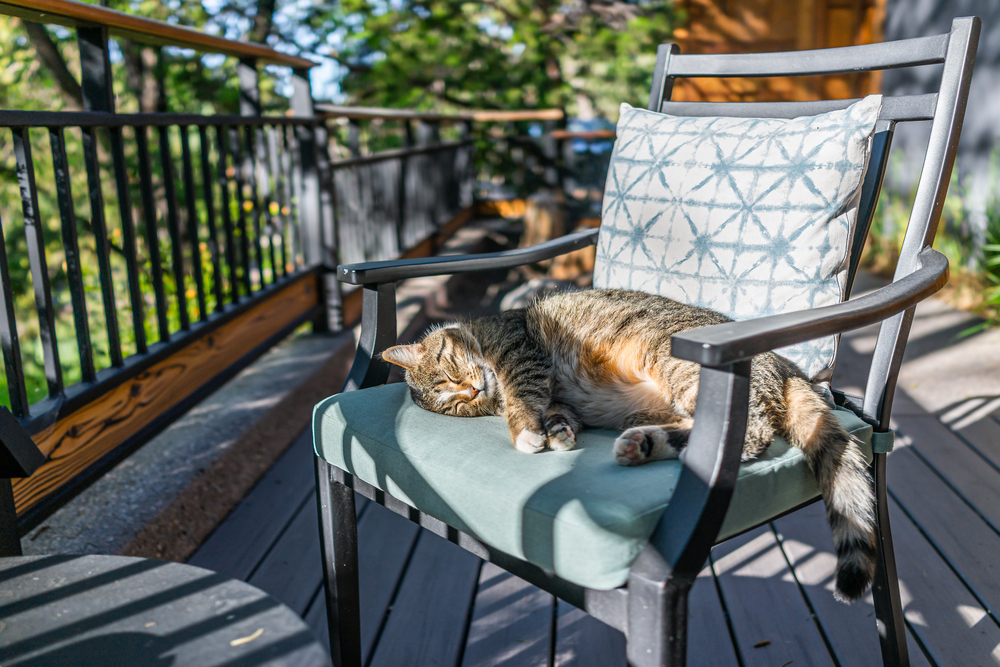 tabby cat on patio chair