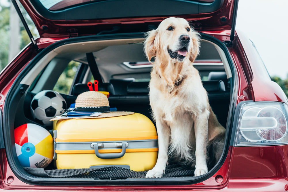 golden retriever and luggage