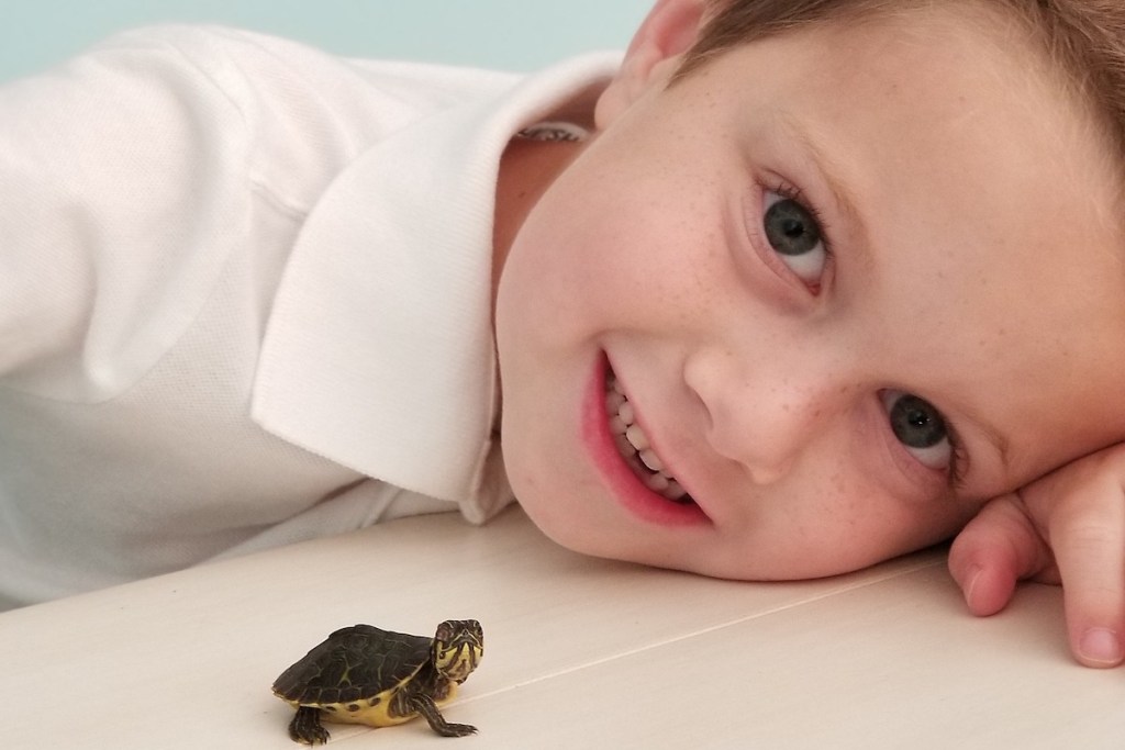 Child looking at baby turtle on counter