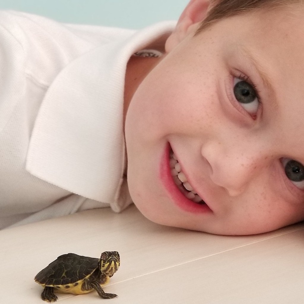 Child looking at baby turtle on counter