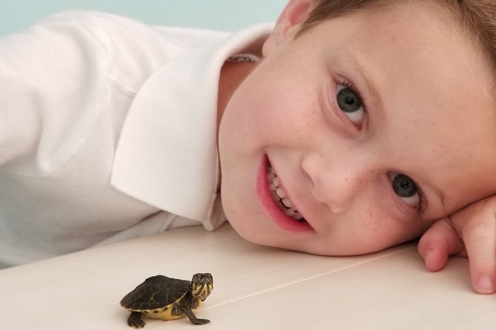 Child looking at baby turtle on counter