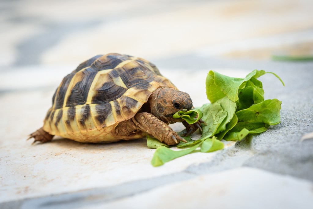 Pet turtle eating lettuce