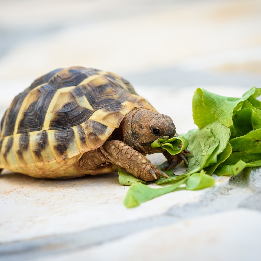 Pet turtle eating lettuce