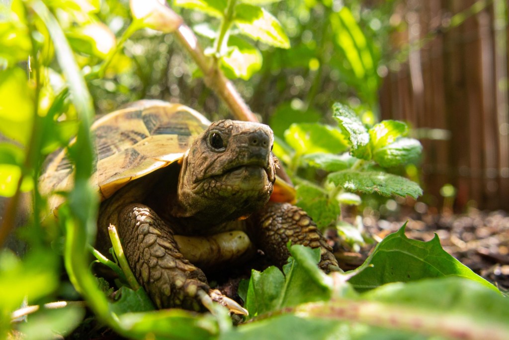 Turtle exploring a yard
