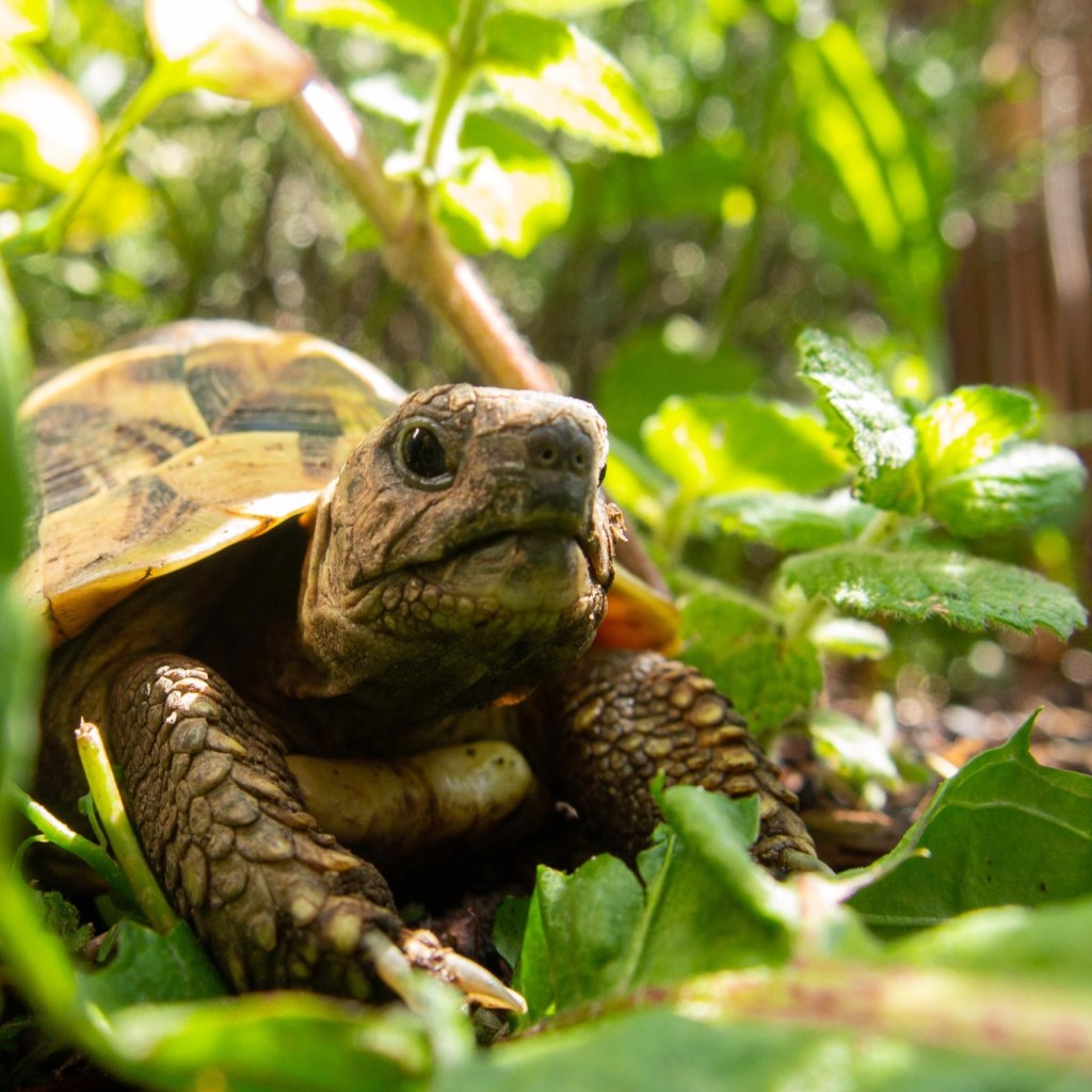 Turtle exploring a yard