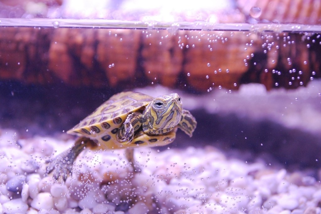 Pet turtle swimming in a tank