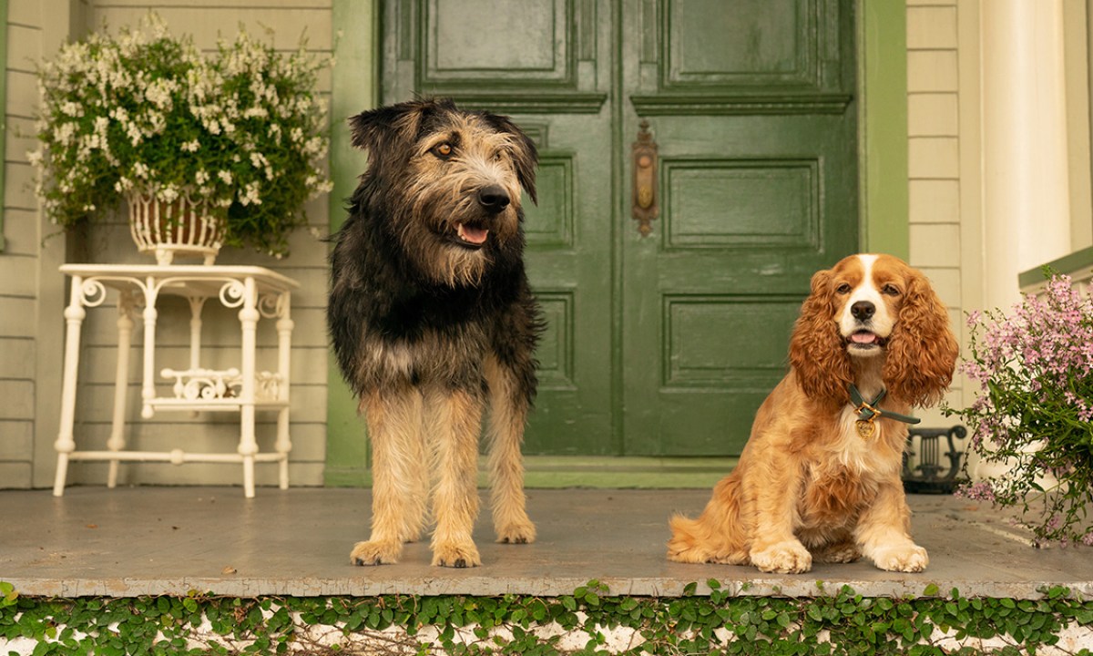 actor dogs Lady and Tramp sitting in front of doordogs Ladl