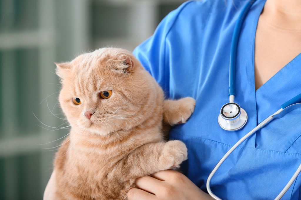 Vet holding an orange cat