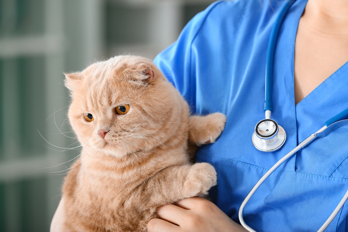 Vet holding an orange cat