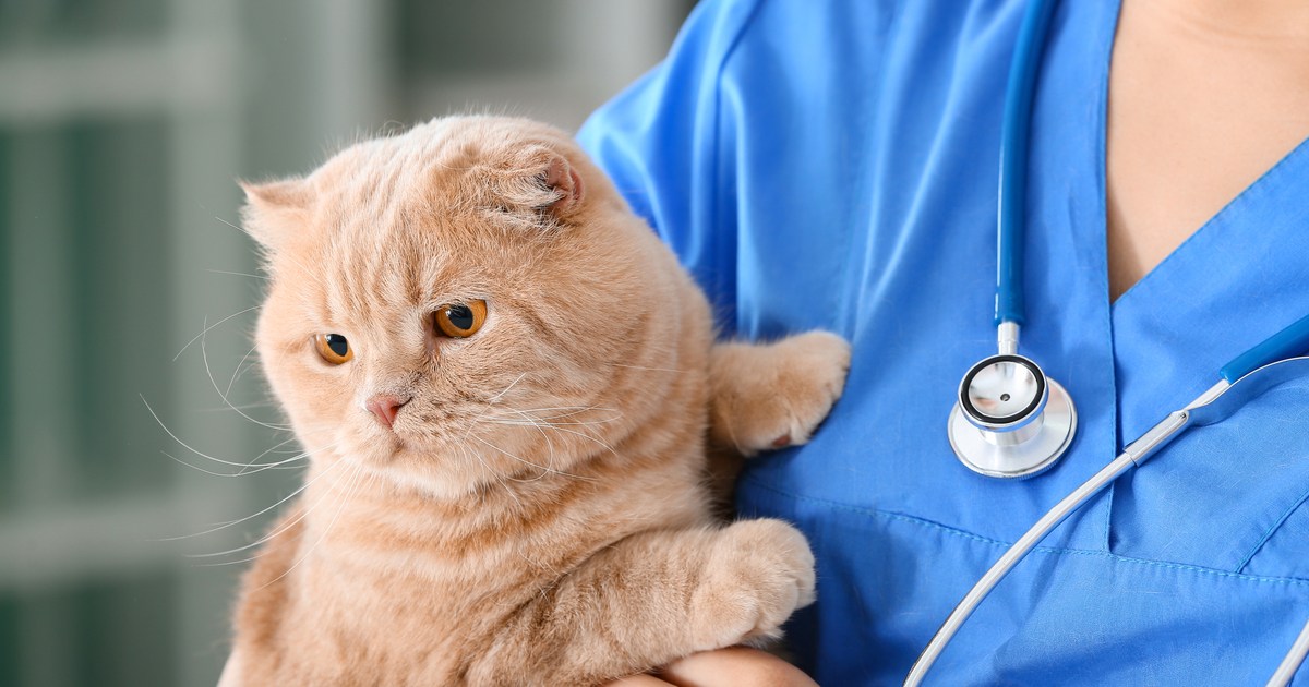 Šie patarimai gali padėti pasiruošti didelėms skubios veterinarijos gydytojo sąskaitoms