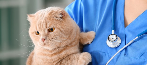 Vet holding an orange cat