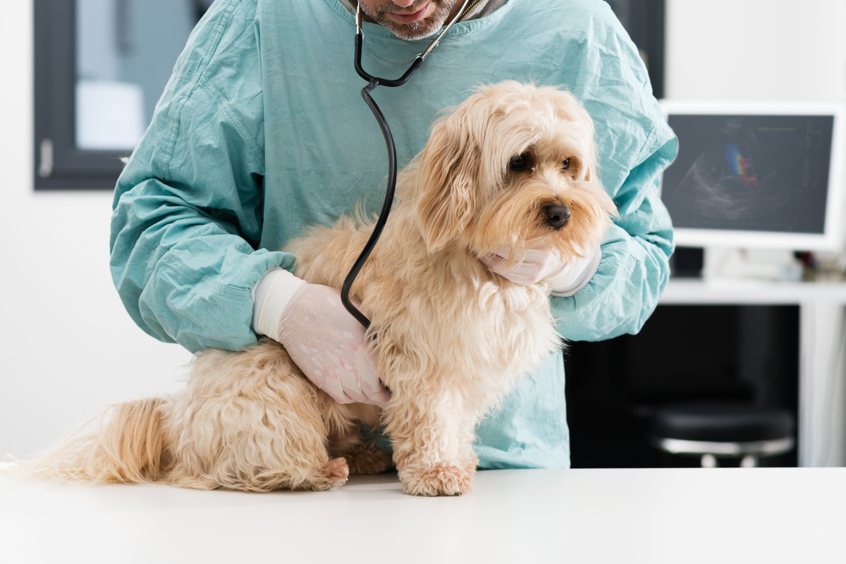 Vet listening to a dog's heart with a stethoscope