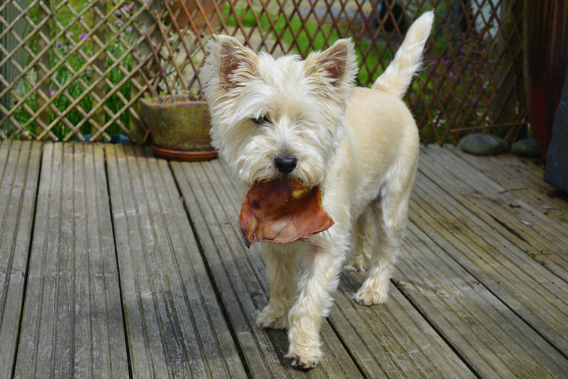 a white cairn terrier stands in a yard with a snack in their mouth