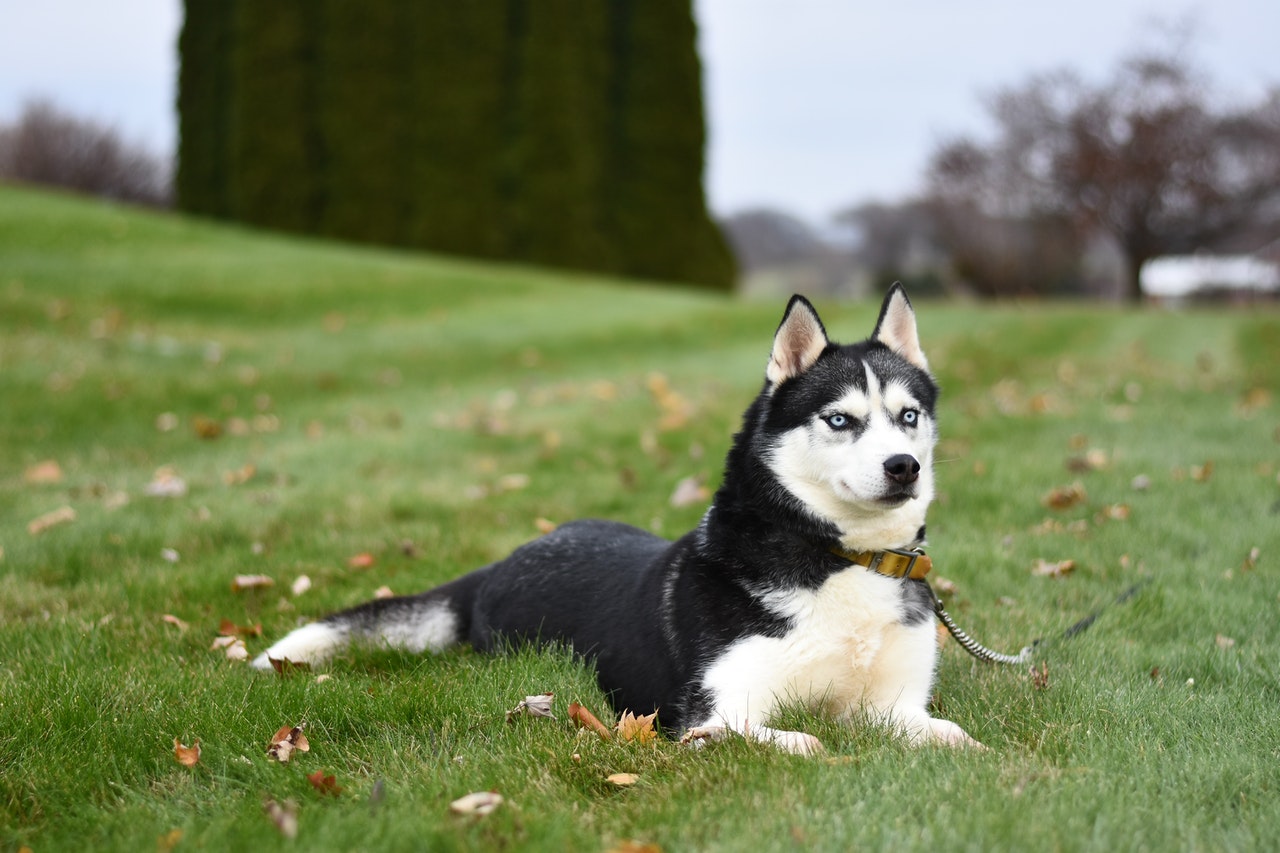 Adult Siberian husky lying in grass