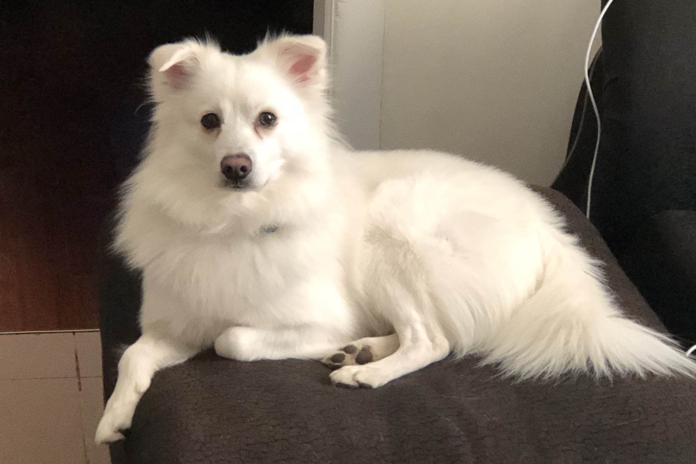 A white American Eskimo dog sitting on a dark couch