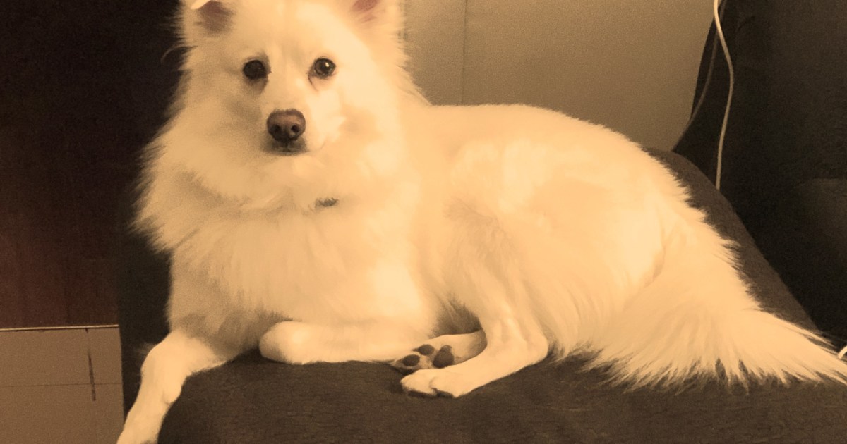Pet Profiles: Meet Frosty, The Fluff Behind Our Ad Ops Stuff | PawTracks