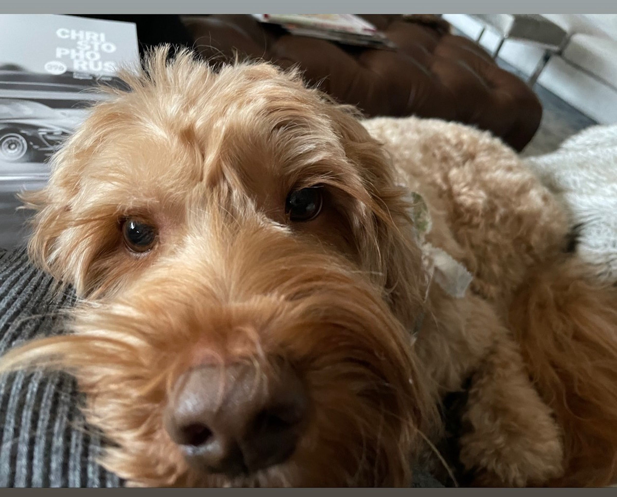 a brown australian labradoodle lies his head down and looks up at the camera