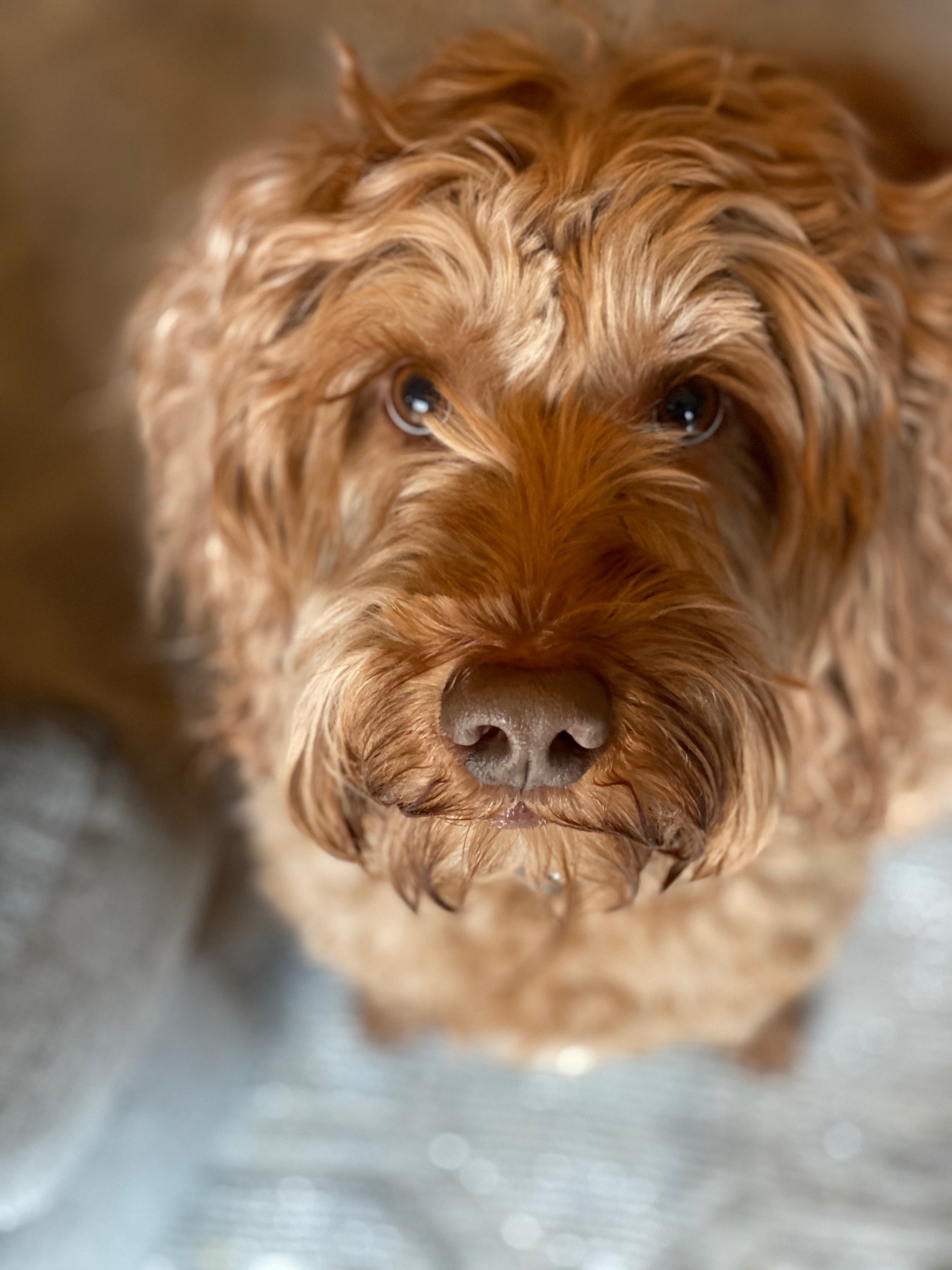 a brown australian labradoodle sits and looks up at the camera