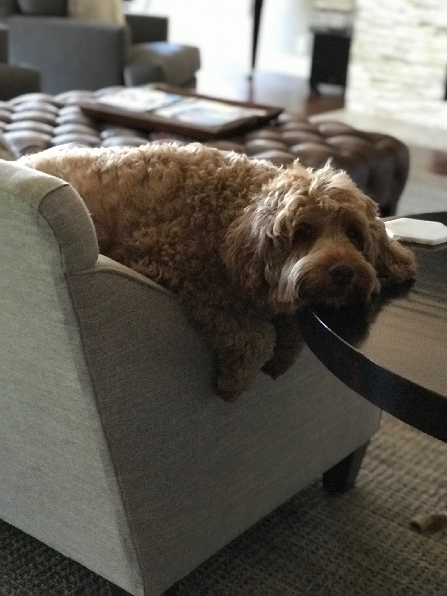 a brown australian labradoodle sits over an armchair and rests his head on a table